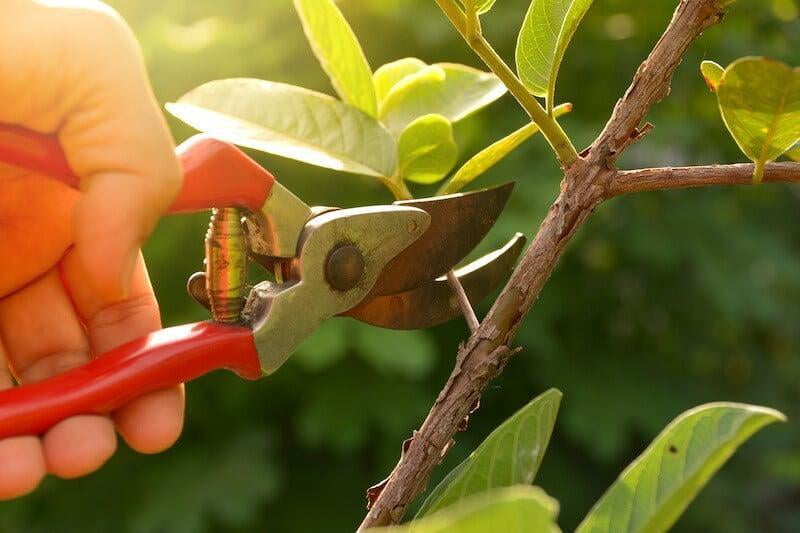 How to go about pruning in tomatoes plant?